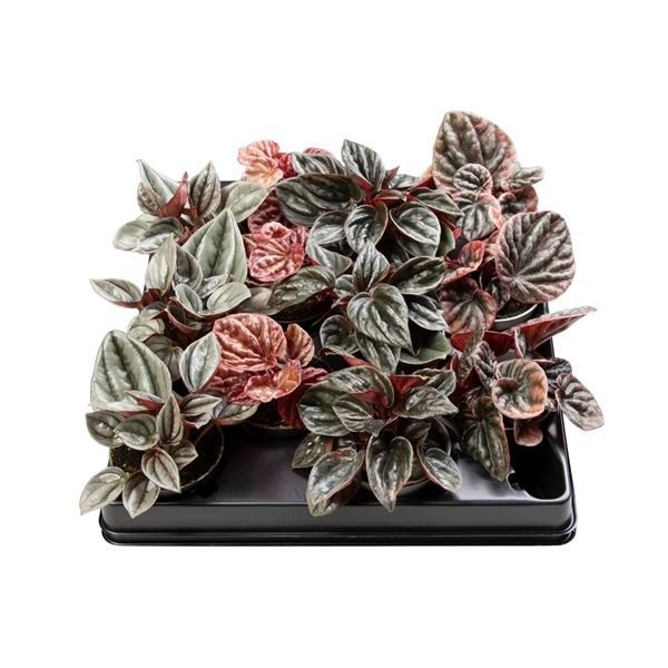 Peperomia Caperata Mix, D 6 cm