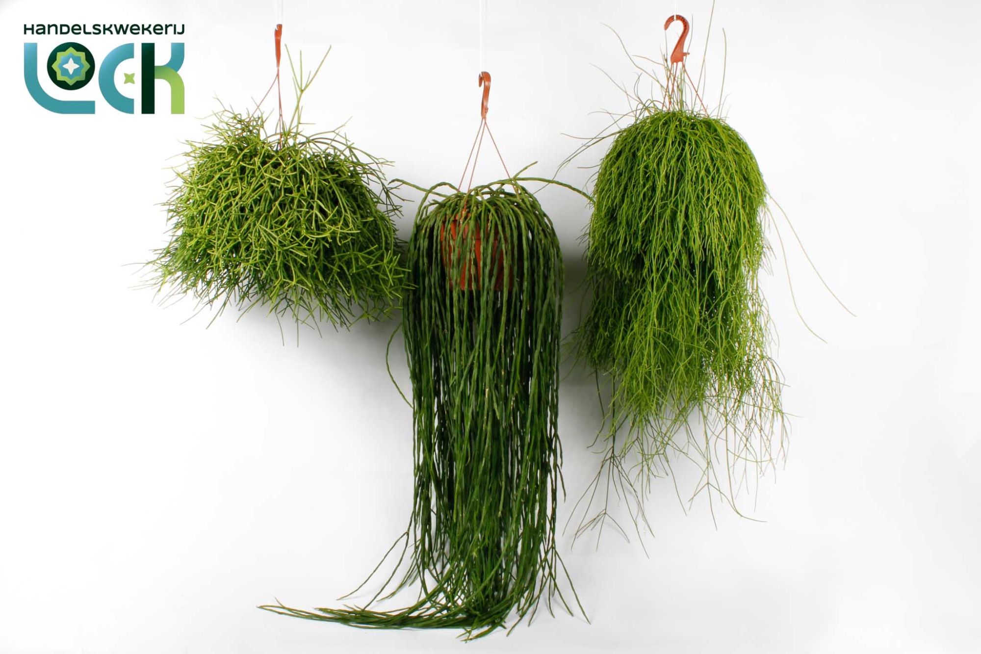 Rhipsalis mix, D 21