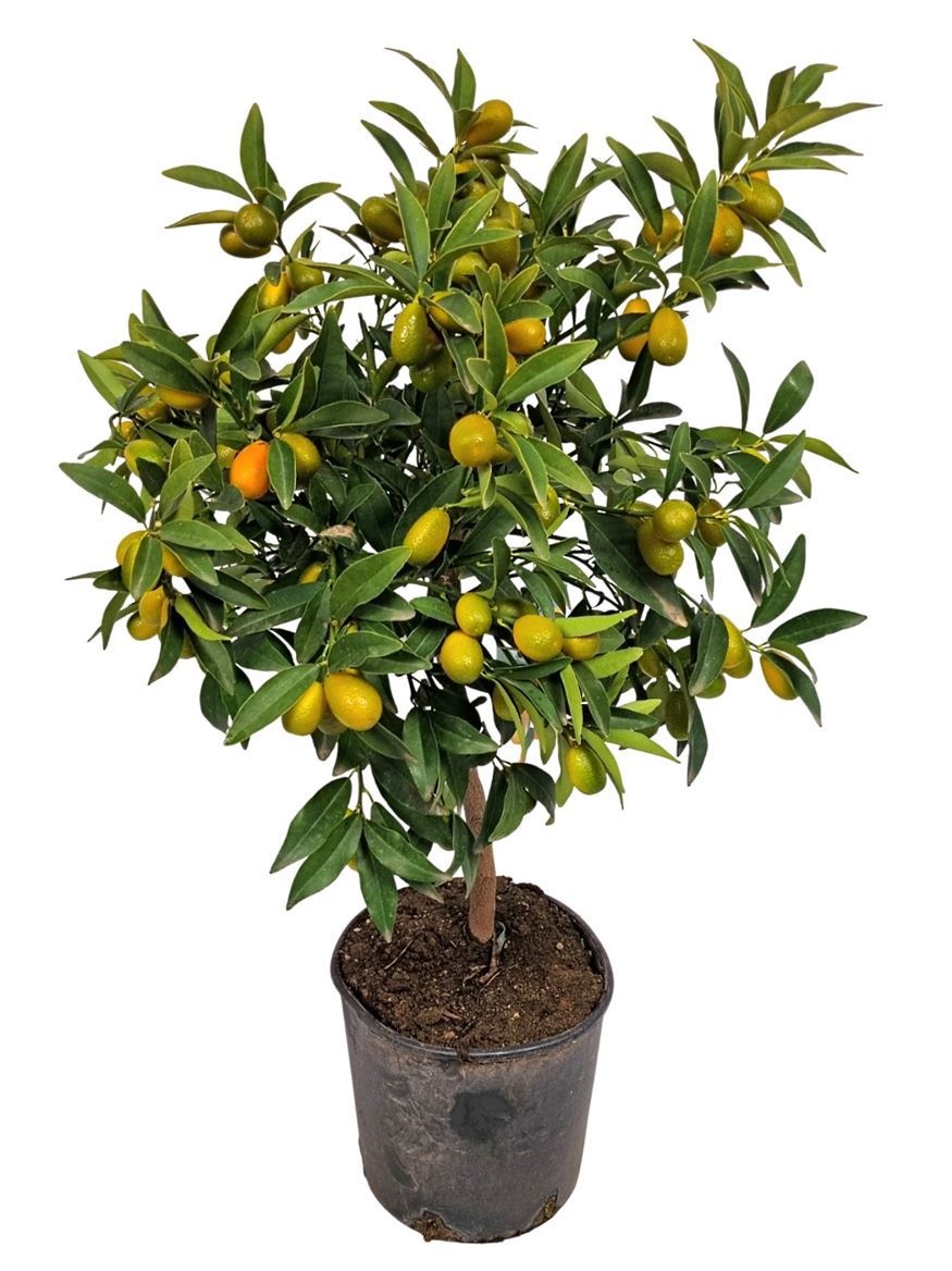 Citrus Kumquat Stem, D 21