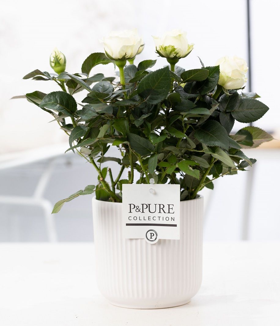 Rosa white in P&PURE Sophie ceramics white, D 12