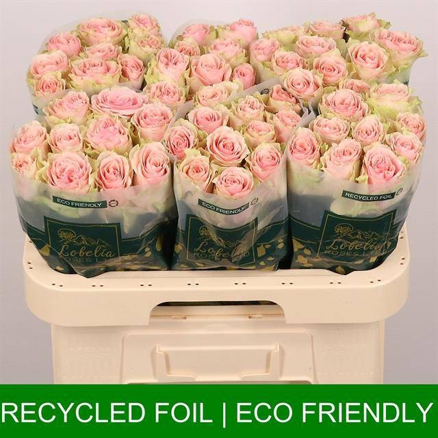 Роза од. Фруттето 60, шт.