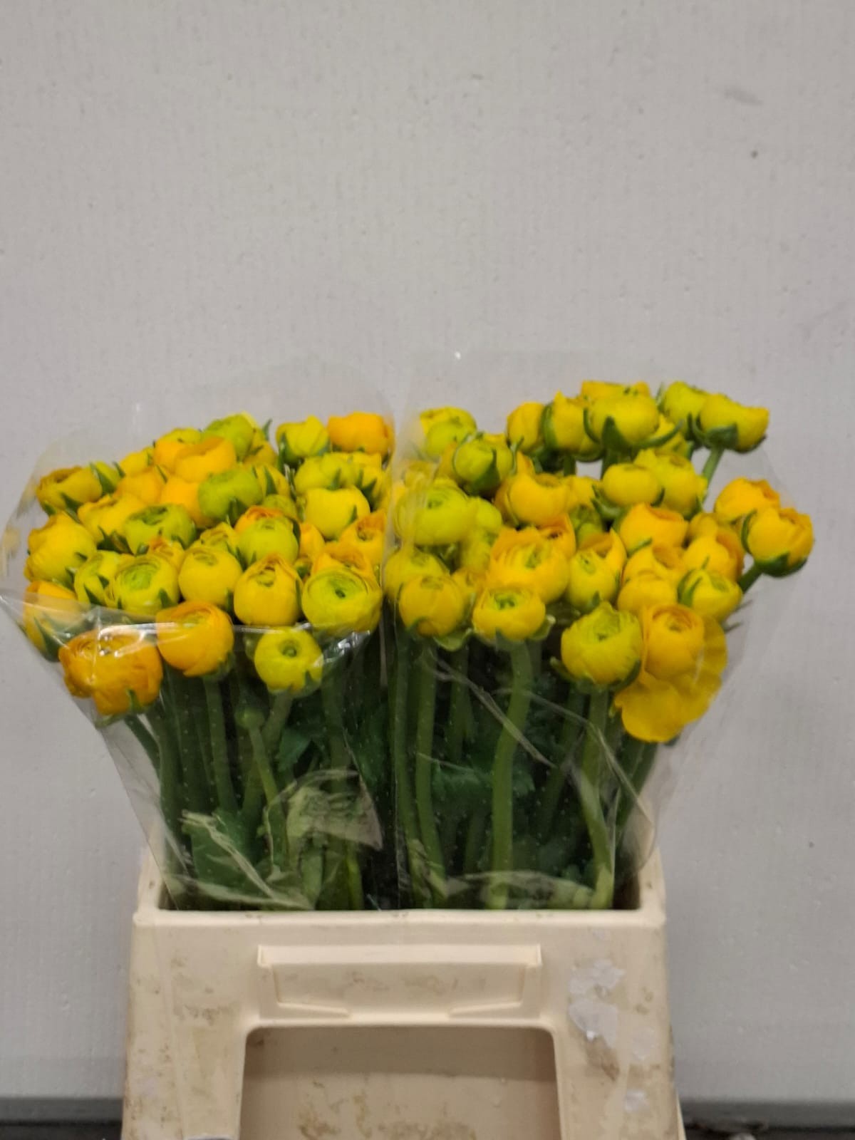 Ранункулус Элеганс Еллоу 45, шт.