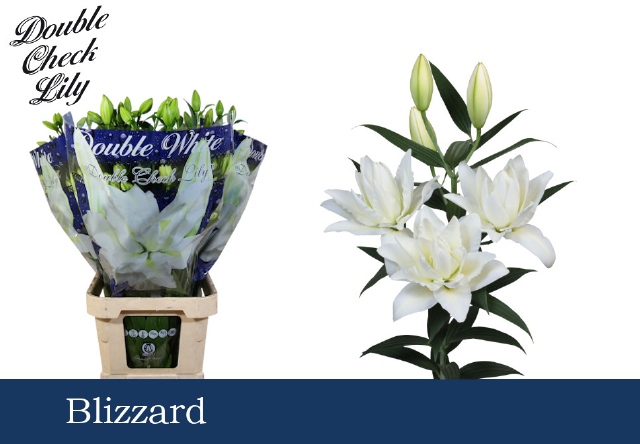 Лилия дв. Близард Дабл 95, шт.