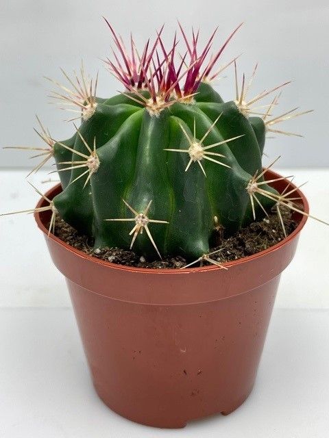 322 Ferocactus Pilosus 8,5 cm, D 8,5
