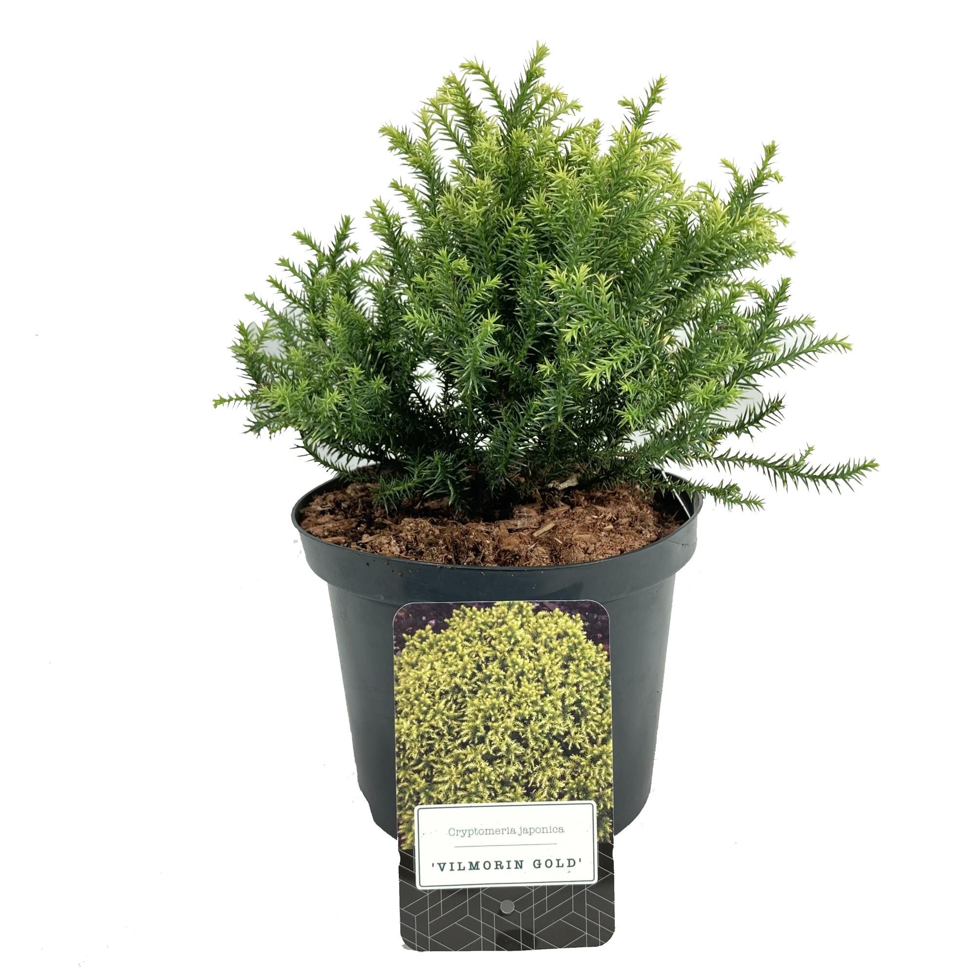 Cryptomeria japonica 'Vilmorin Gold', D 18