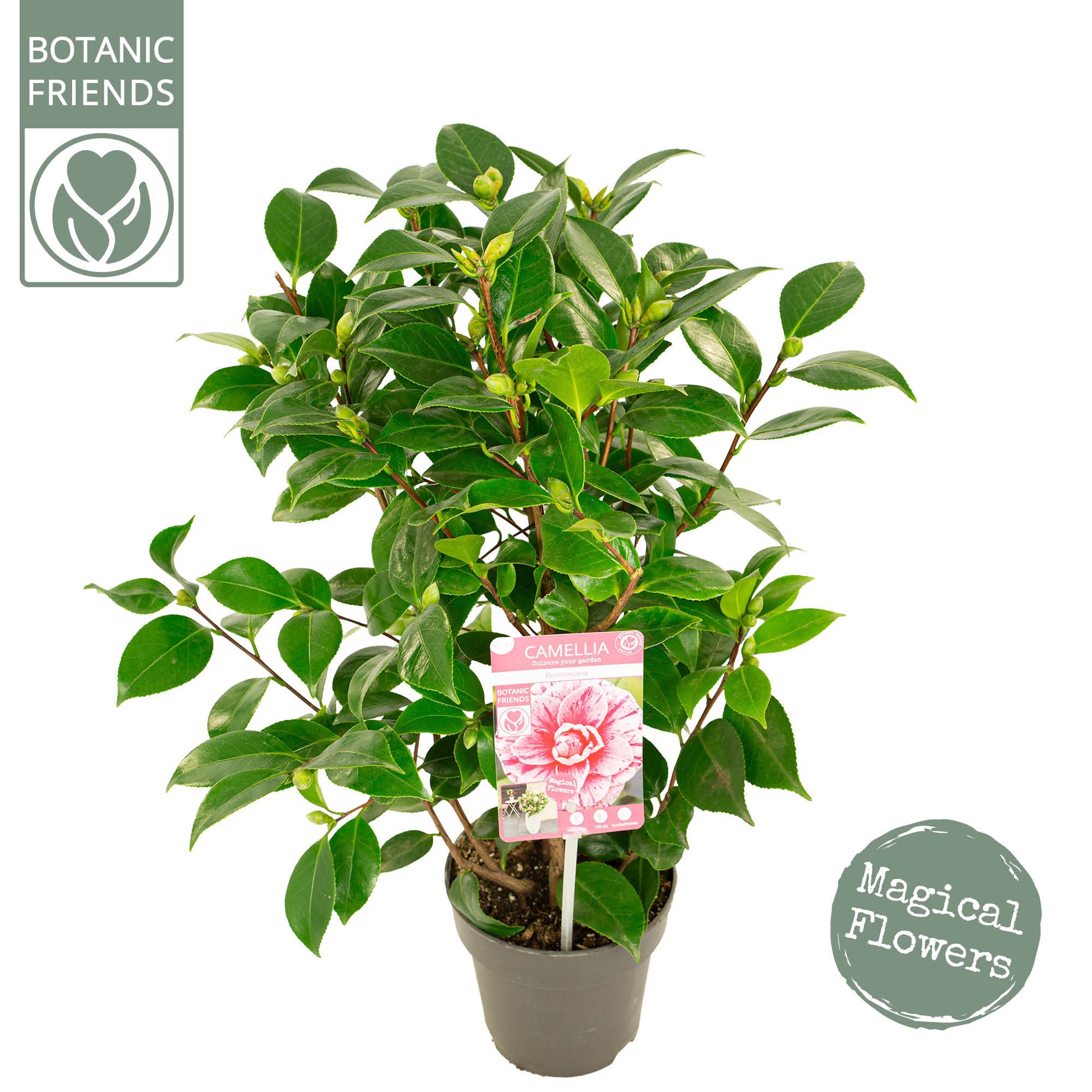 Camellia jap. 'Bonomiana' Premium, D 15
