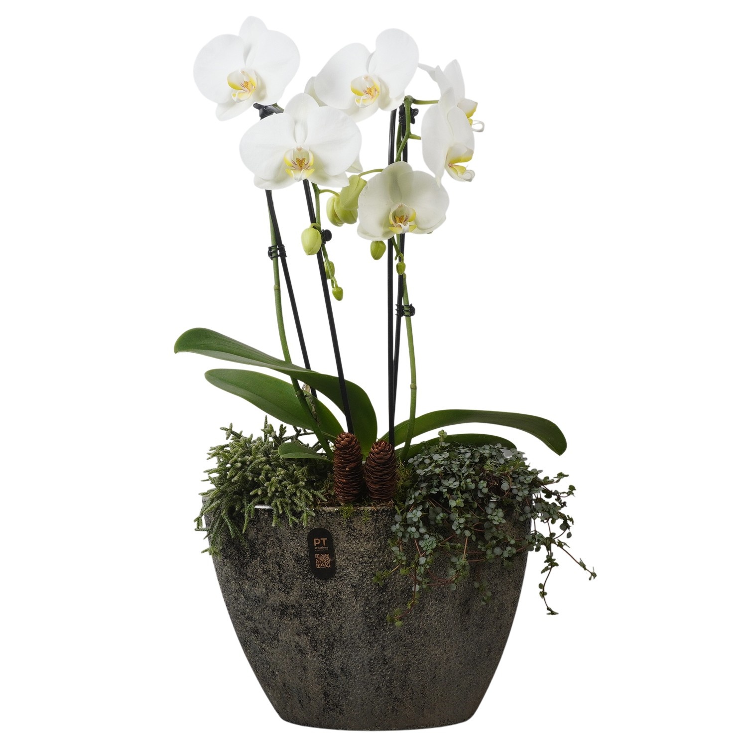 PTPAE1719 Arrangement Phalaenopsis Autumn Exclusive in keramiek pot, D 33 cm
