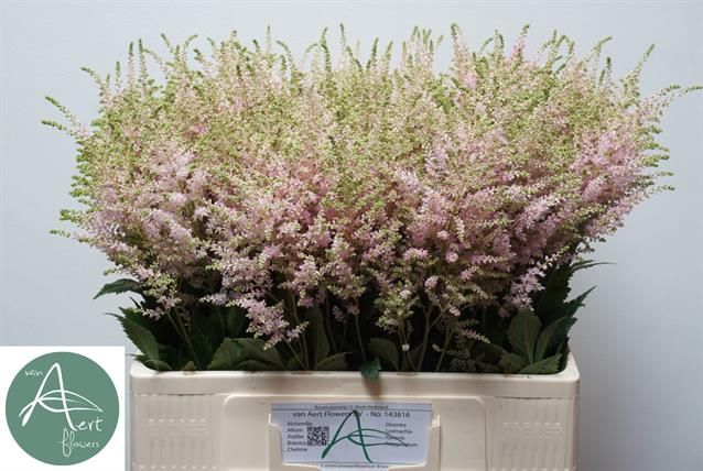 Астильба Европа 60, шт.