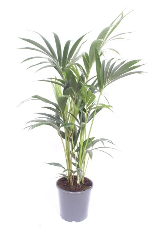 Howea forsteriana 5 per pot, D 21