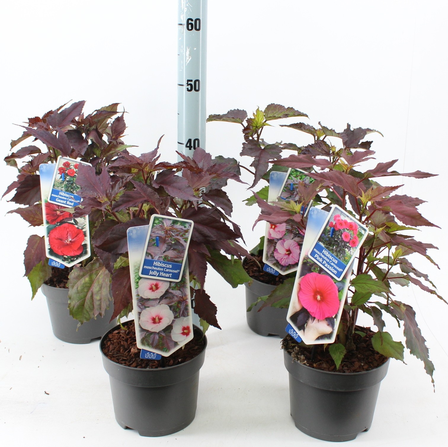 Hibiscus Carousel mix P17 (minimum order one layer), D 17 cm