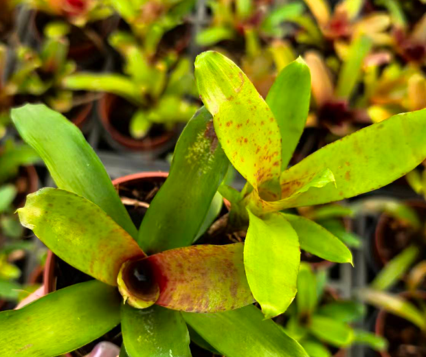 Гузмания 90 Линда, Пеппер 9 18