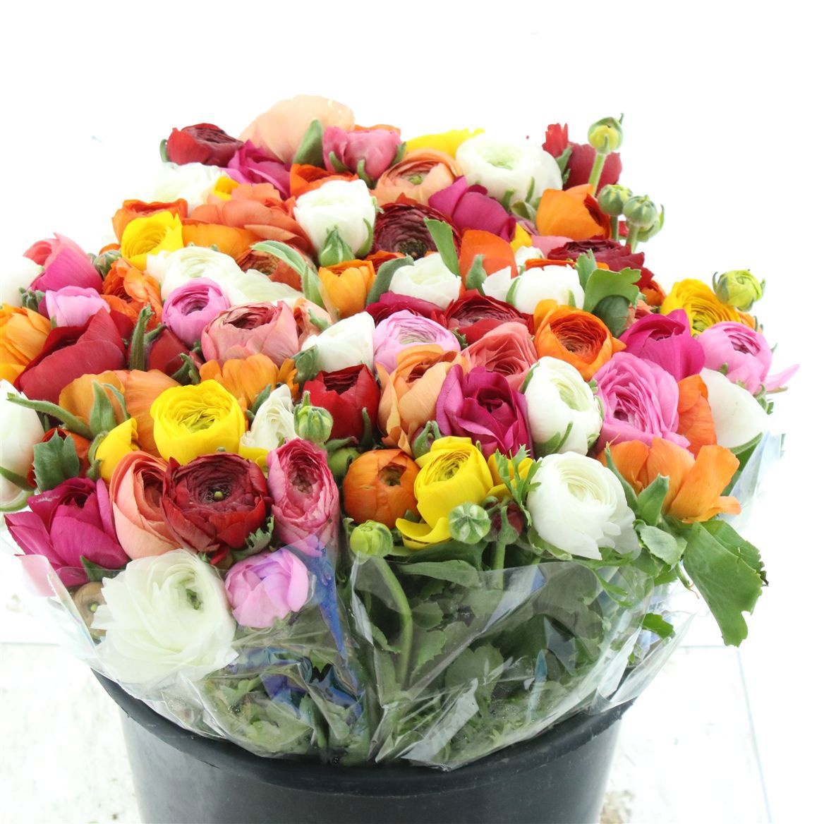 Ранункулус Микс в пачке 40, шт.