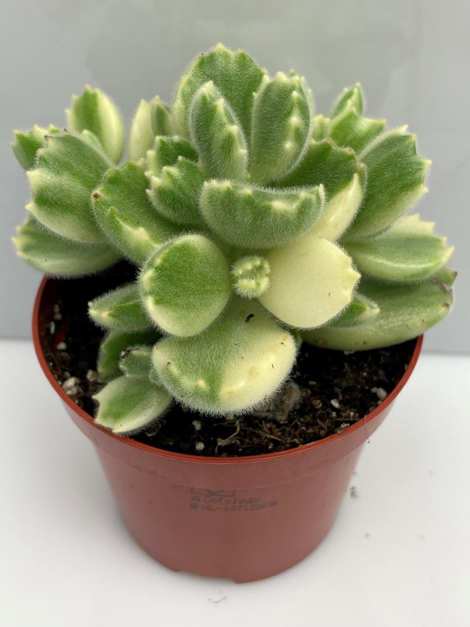 342 Tomentosa wit ladysmithiensis 8,5, D 8,5