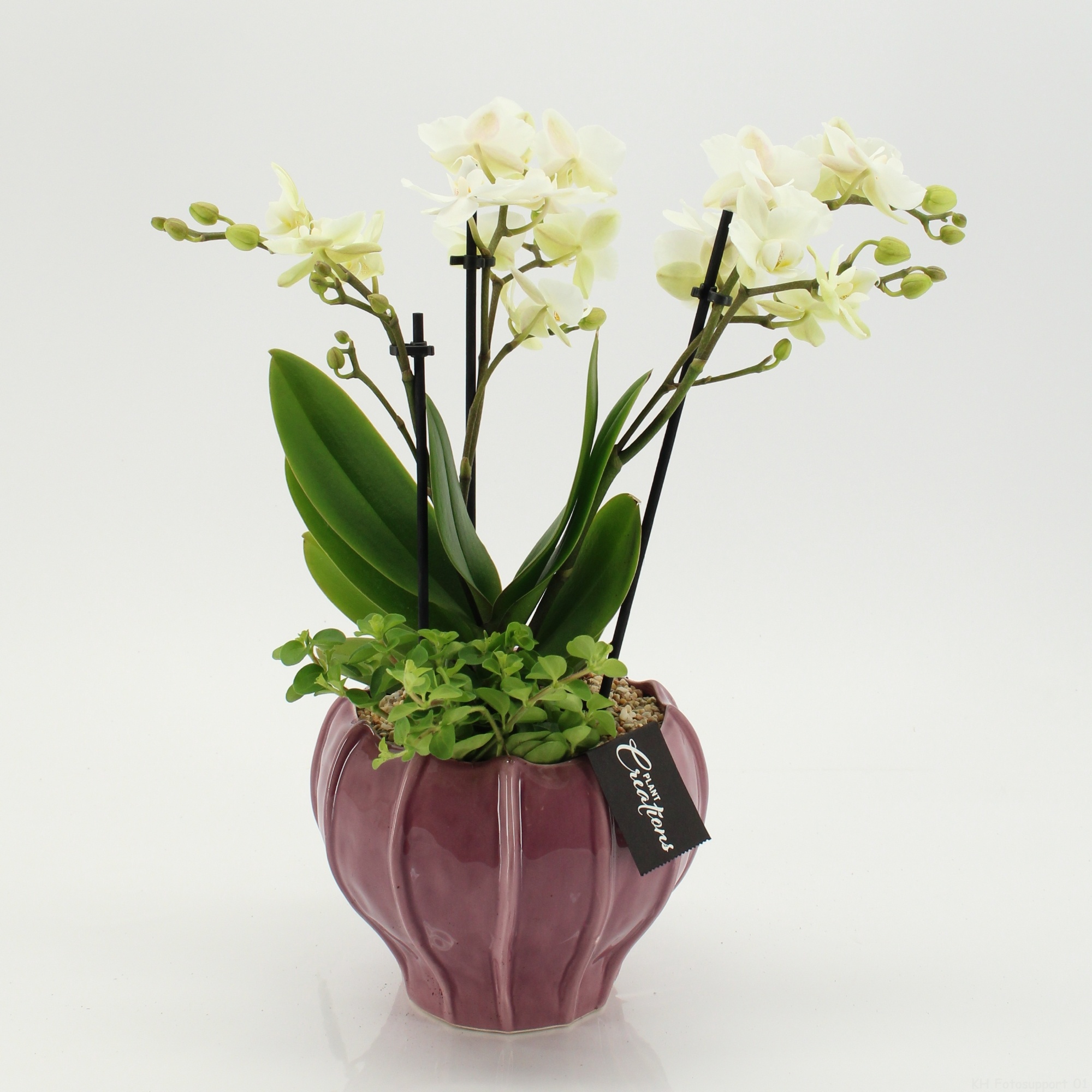 PHAL-2646W Phalaenopsis creatie, D 16