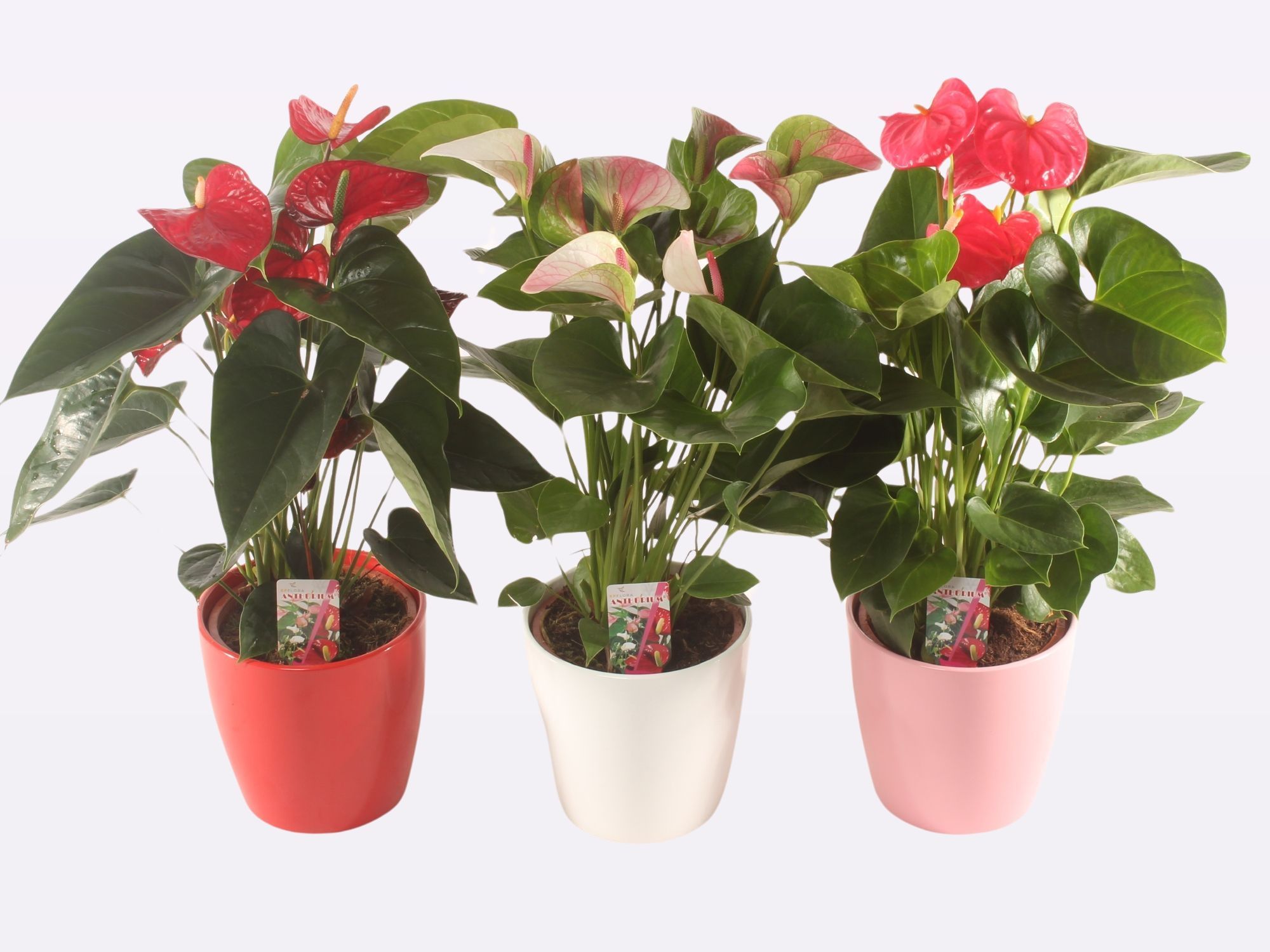 3 Kleuren Mix P17 Ceramic., D 17