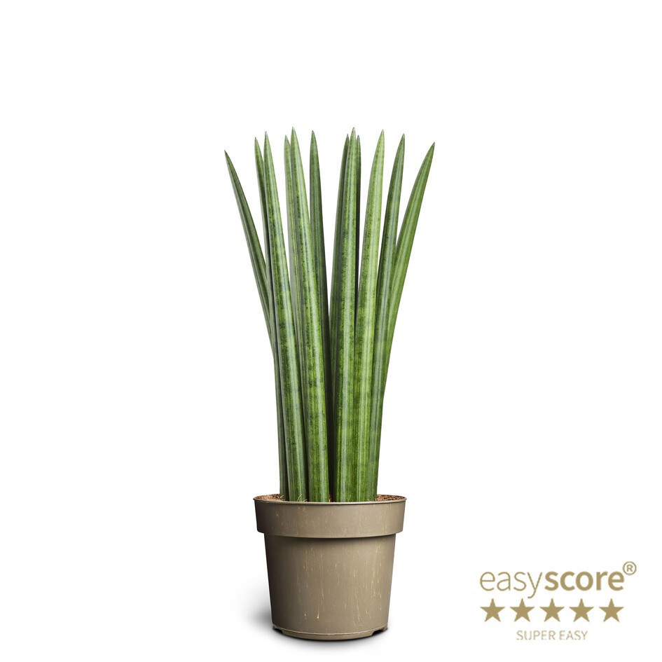 SANSEVIERIA CYLINDRICA 'Straight', D 17