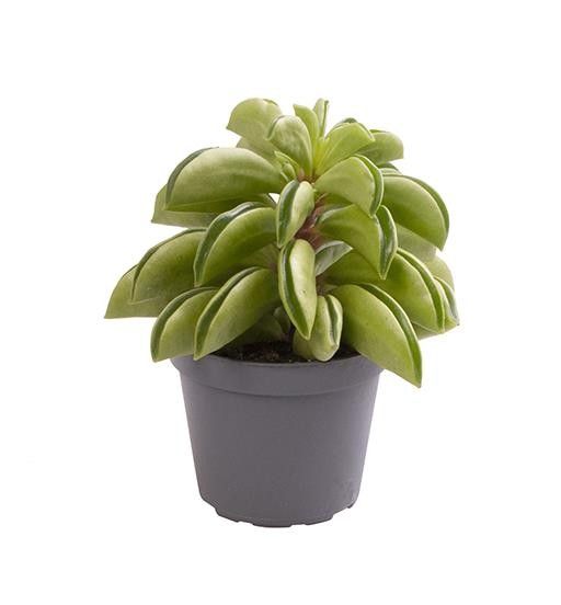 PEPEROMIA FERREYRAE '6765 PEPEROMIA FIRE SPARKS', D 6