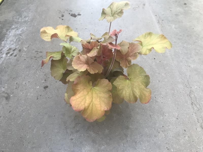 HEUCHERA-HYBRID, D 12 cm