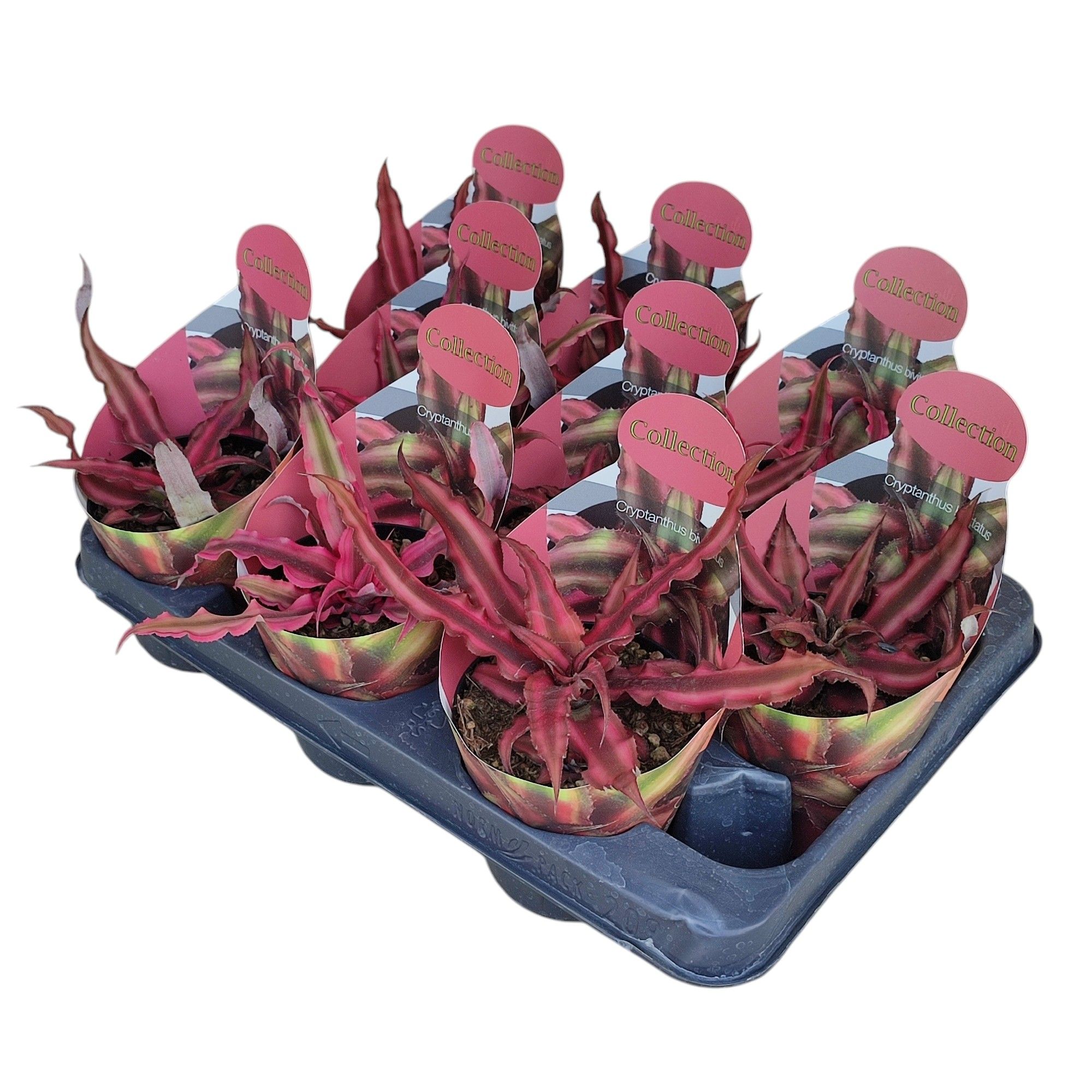 CRYPTANTHUS BIVITTATUS - POT Ø 10,5 COLLECTION WITH POTCOVER (SUCCULENTEN), D 10,5