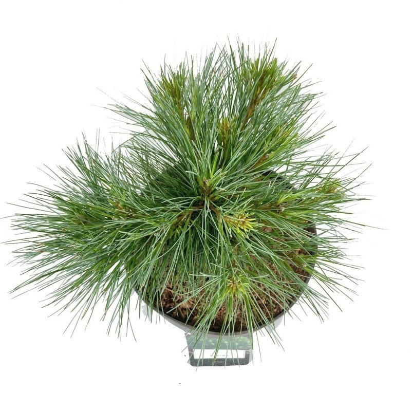 Pinus strobus 'Minima', D 23