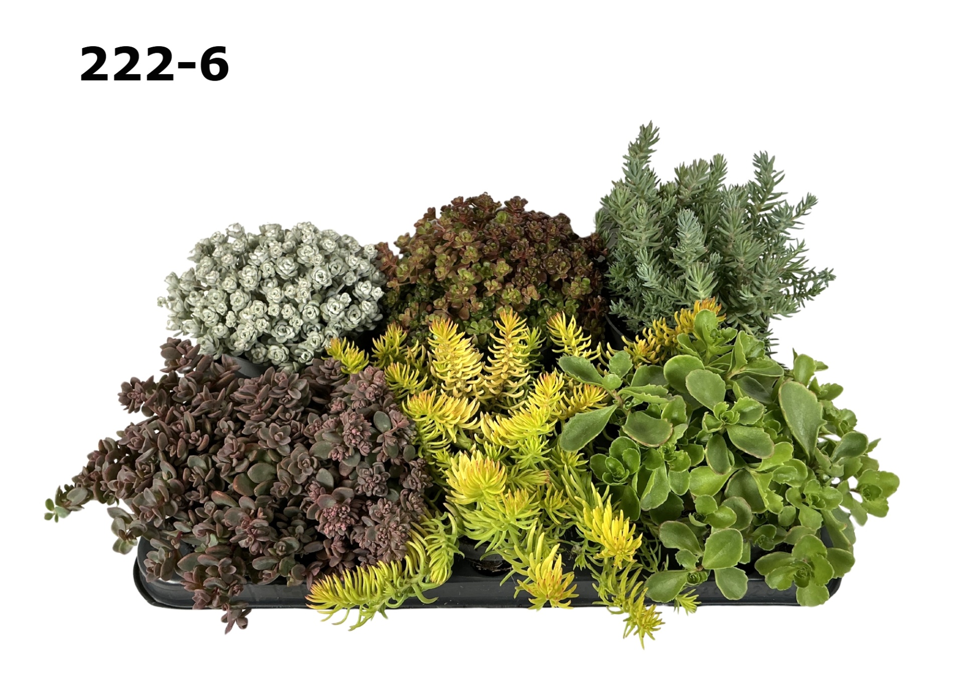 Sedum 12 cm gemengd in fust 206, D 12