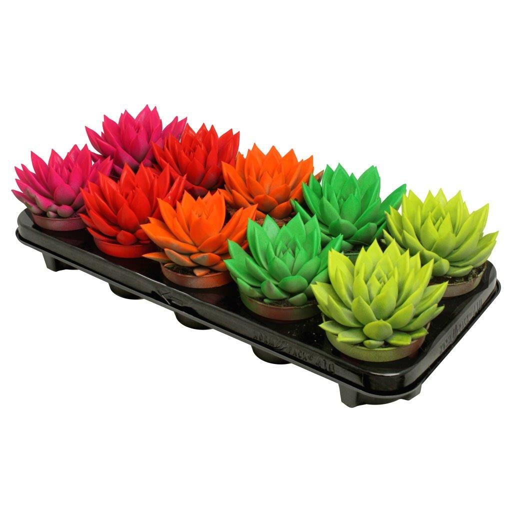 Miranda coloured neon mix, D 10,5