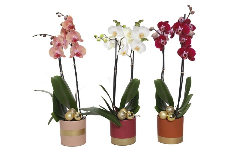 Dolomite p12 Horizon nude mix Phal mix 2T14+, D 12 cm