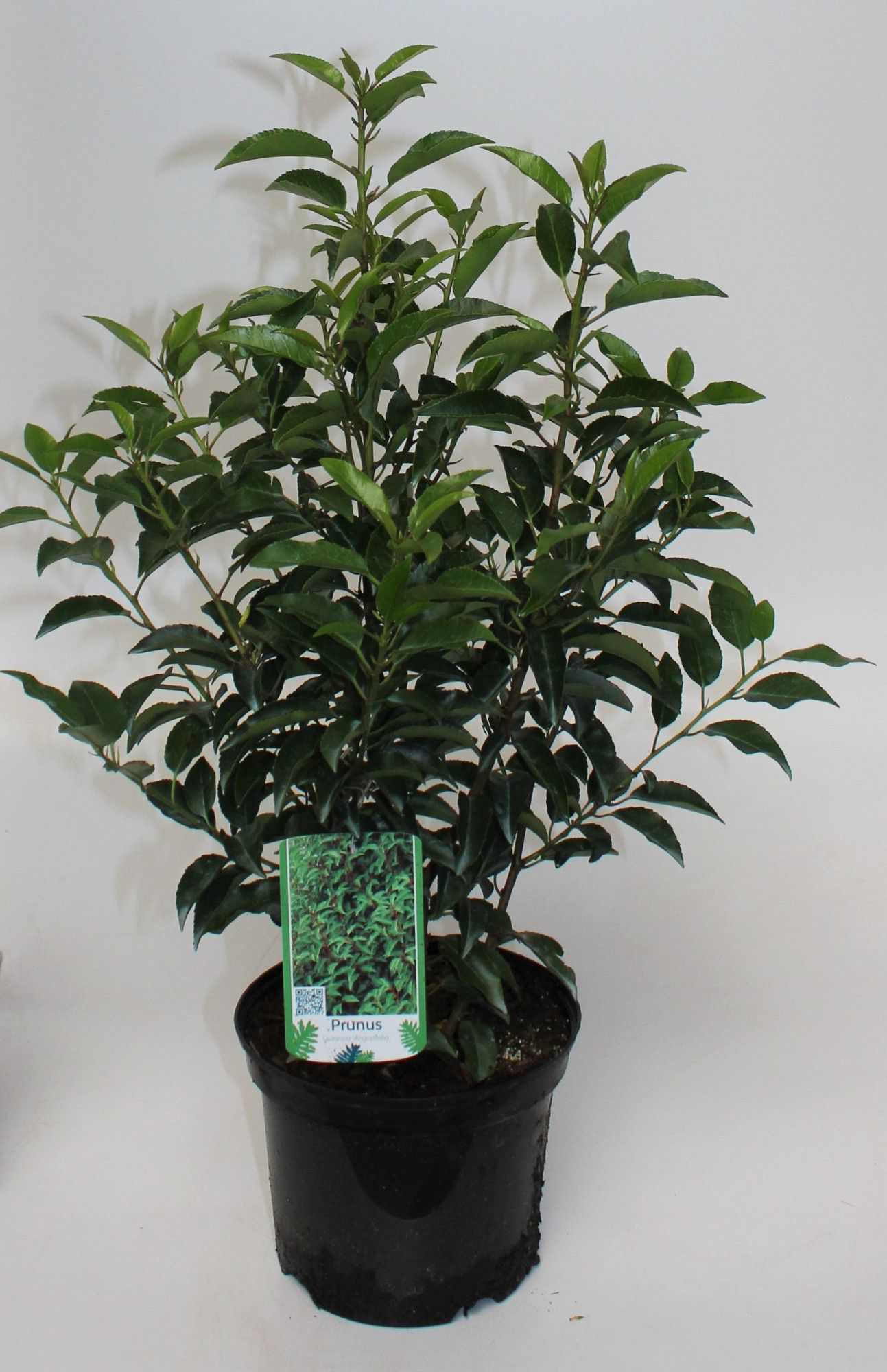 Prunus lusitanica Angustifolia, D 19