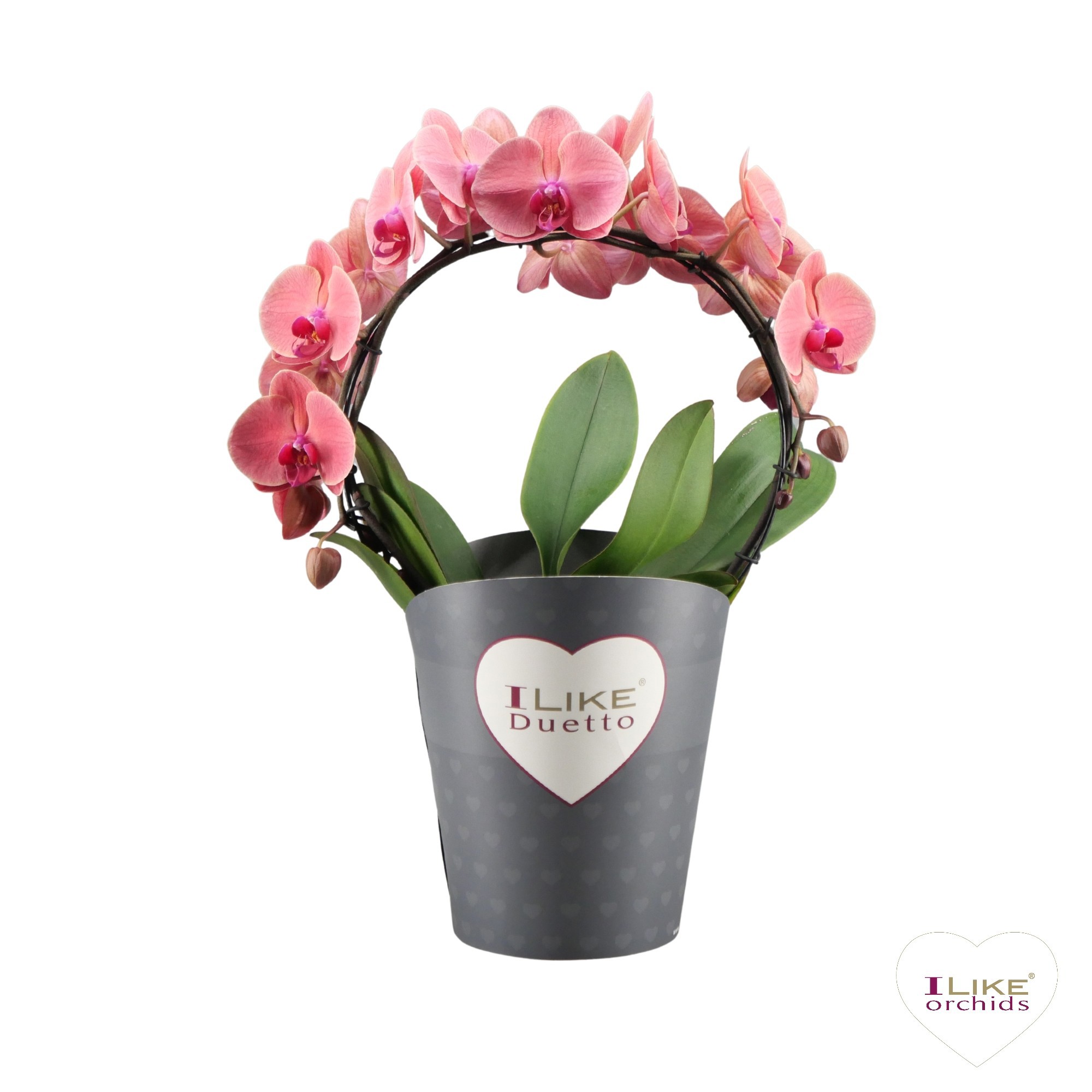 Duetto Boog Asian Coral, D 17