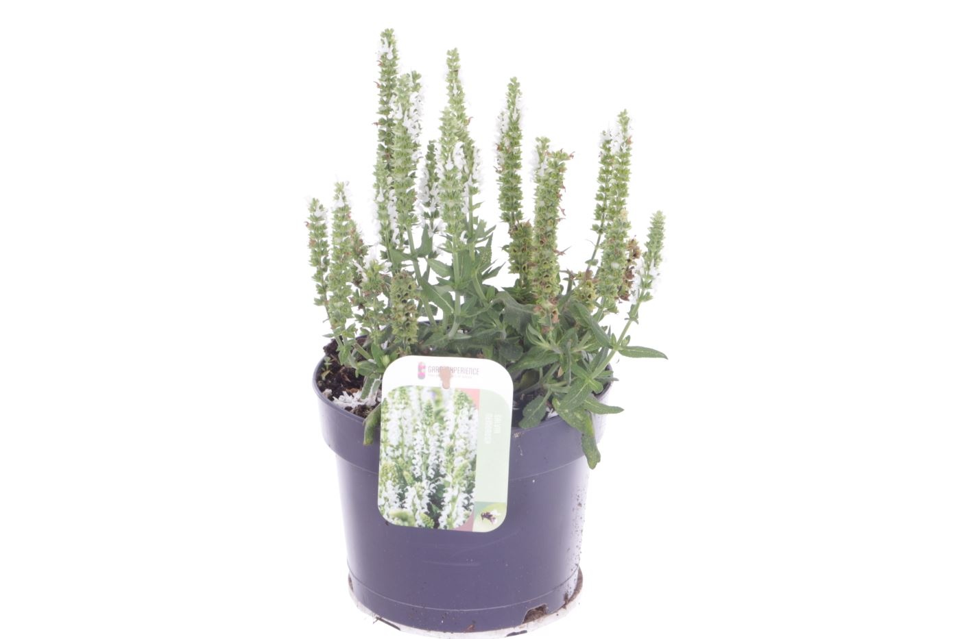 Salvia nemorosa Synchro White, D 17