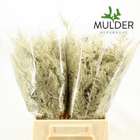 Аспарагус Овериг Крашеный (краш. ) 45, шт.