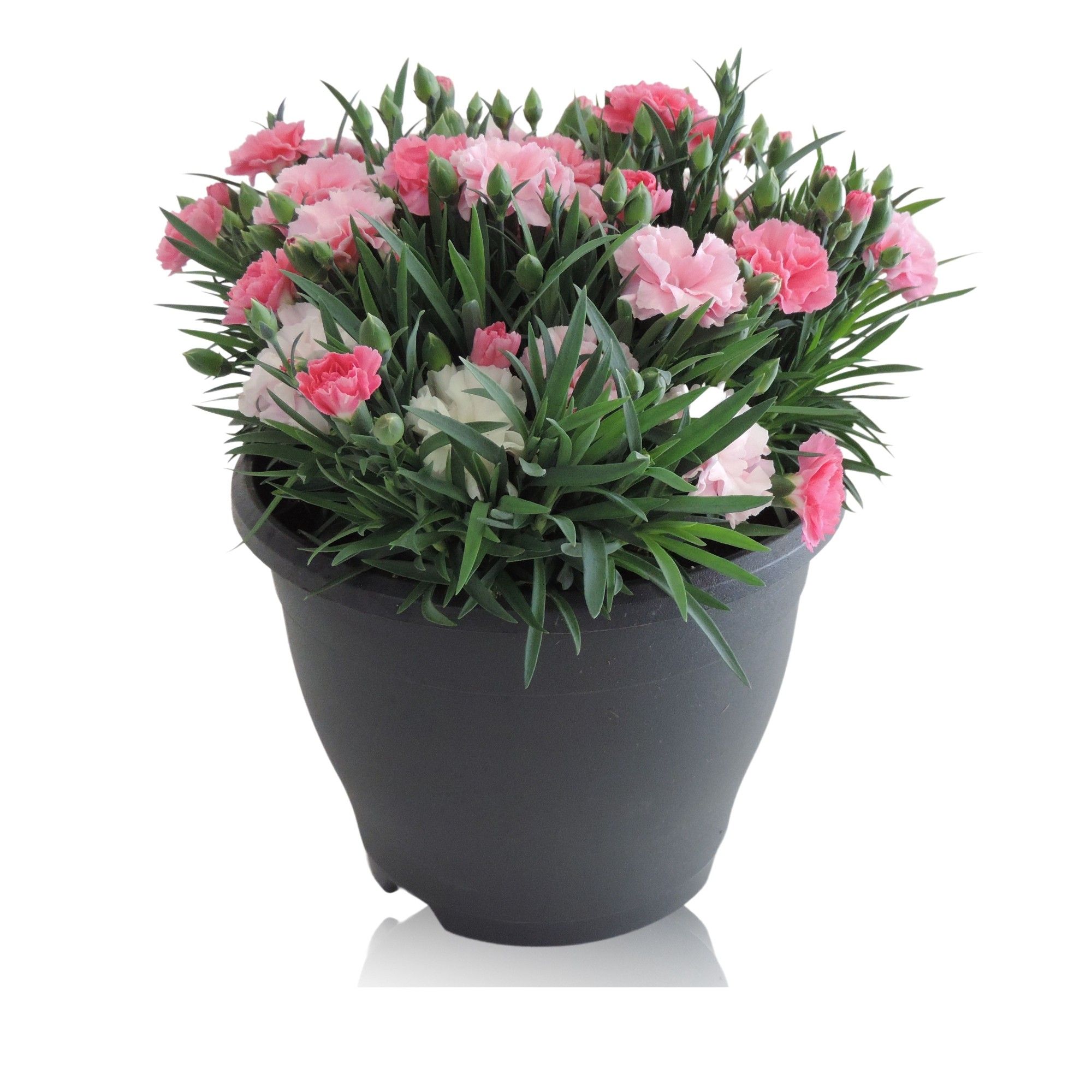 Dianthus 'I Love U' in Patiopot 19 cm, D 19