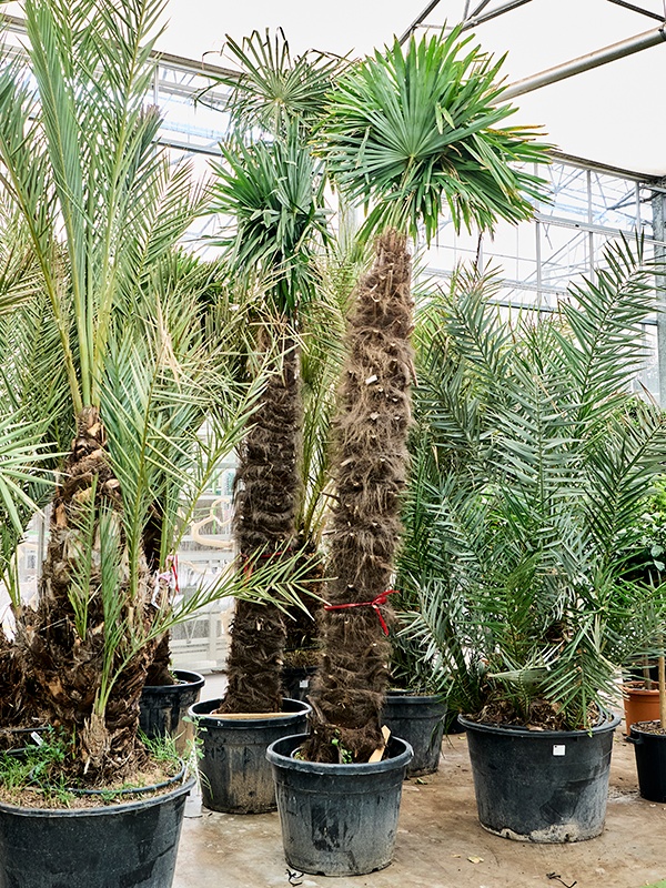 Trachycarpus fortunei (350-400), D 65