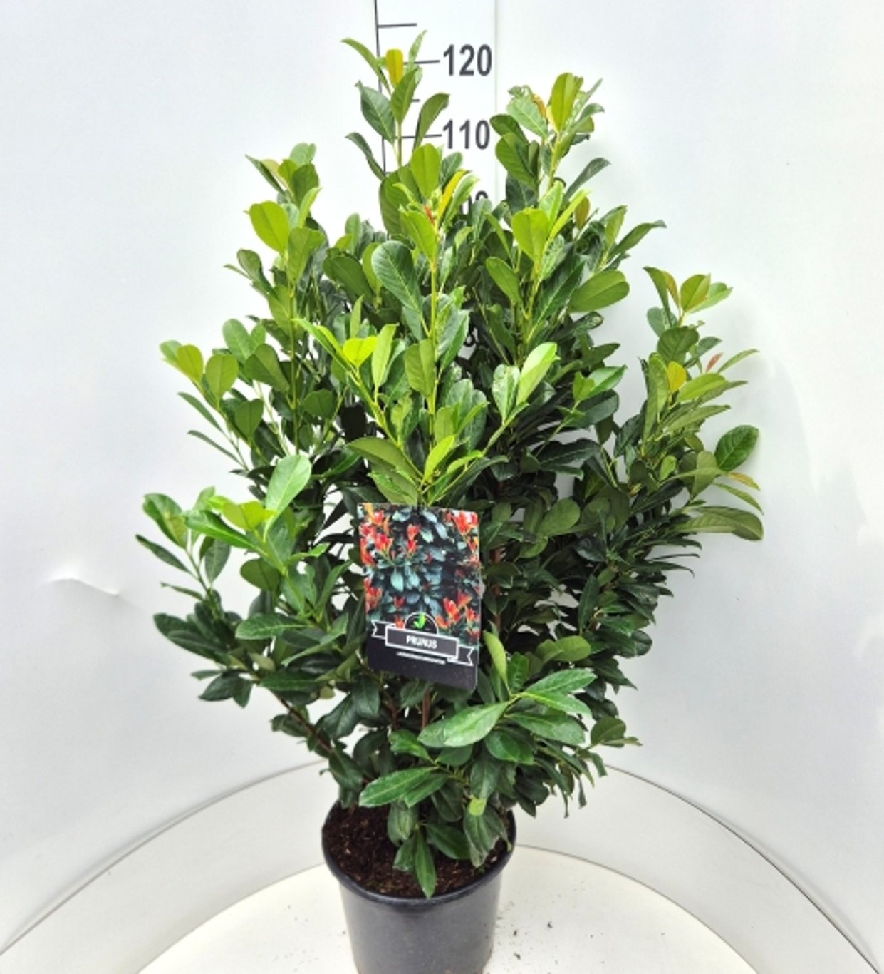 Prunus l. Bonaparte, D 32