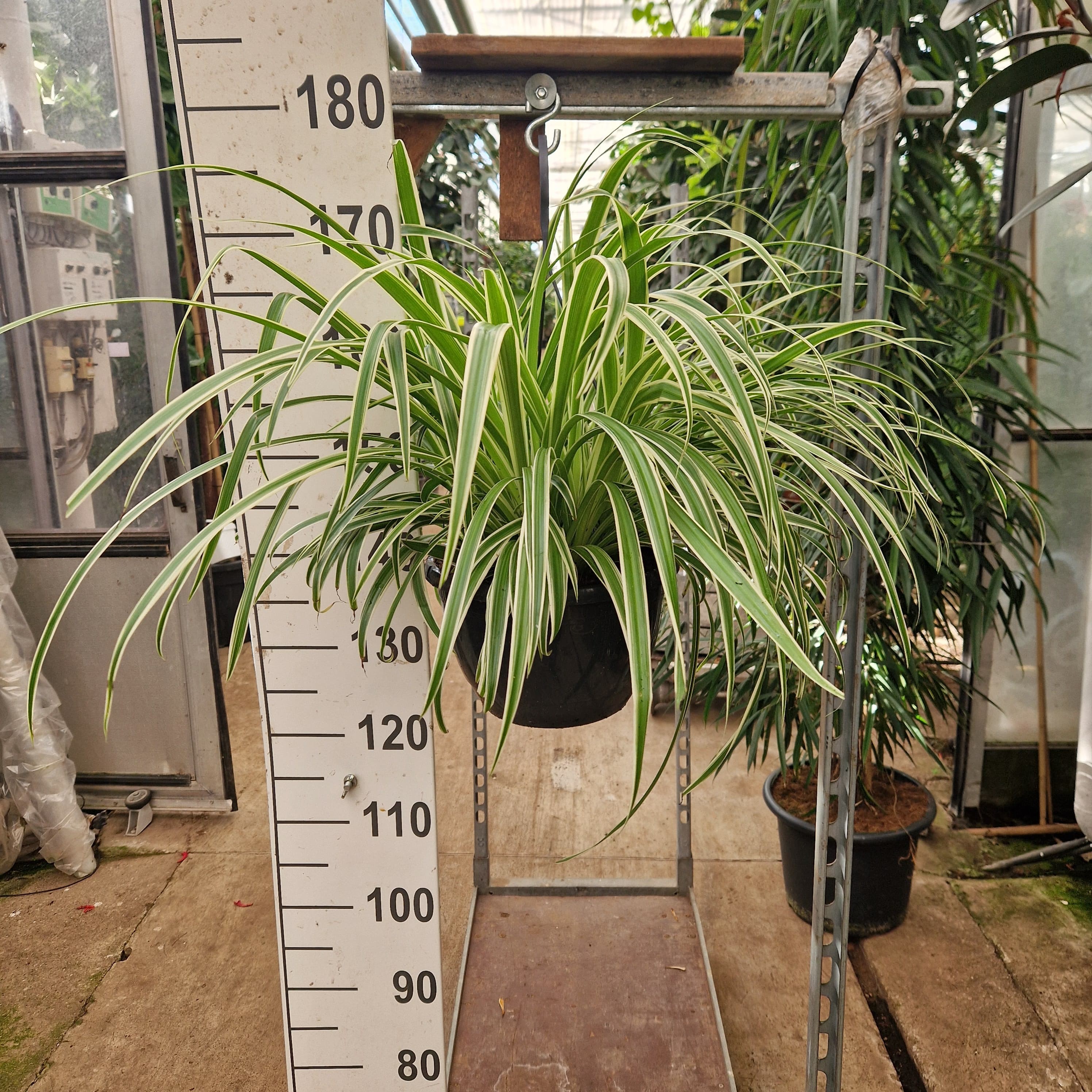 Chlorophytum comosum 'Vittatum' hangplant, D 25