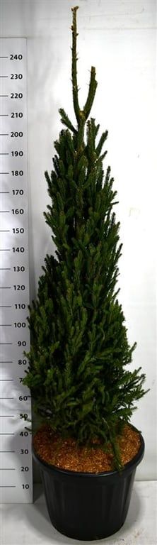 Picea a. 'Columnaris', D 58