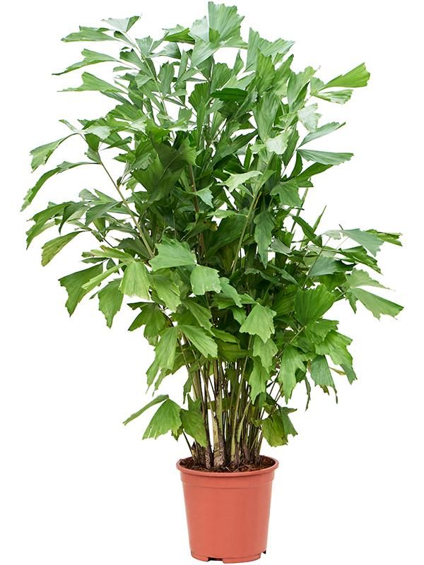 Caryota mitis (120-140), D 27