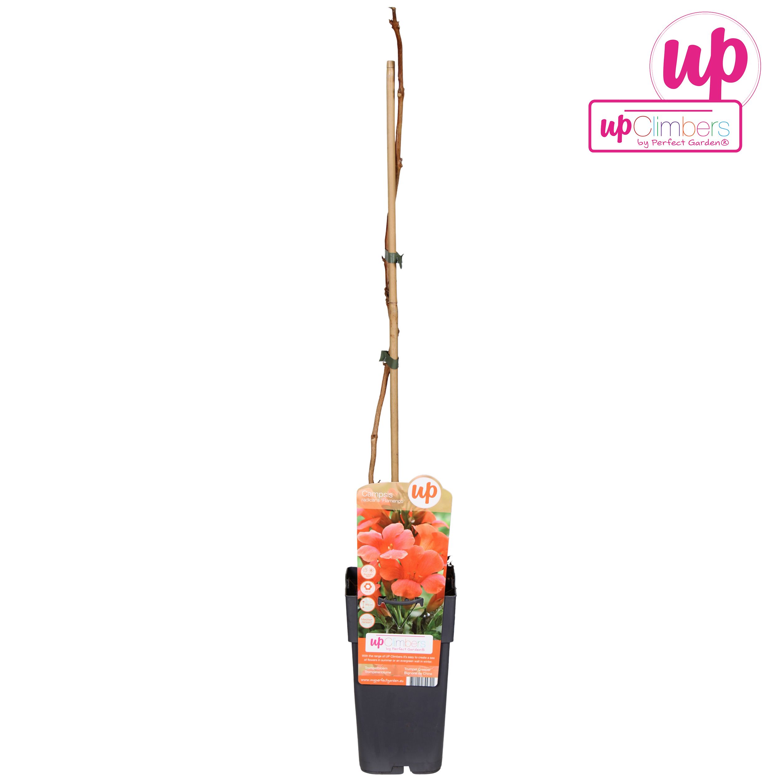 Campsis radicans Flamenco (geënt) P15, D 15