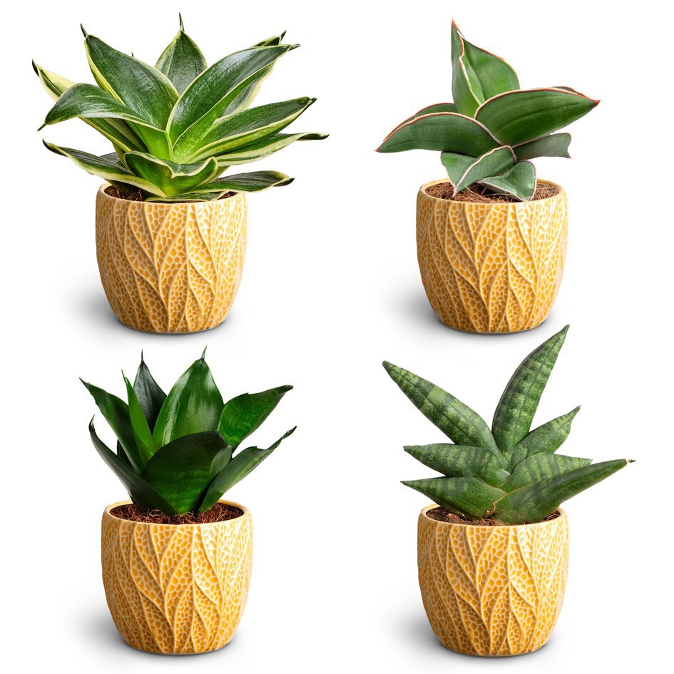 SANSEVIERIA EHRENBERGII 30680434 Leaf T Dwarf, D 7 cm SANSEVIERIA EHRENBERGII 30680434 Leaf T Dwarf, D 7 cm