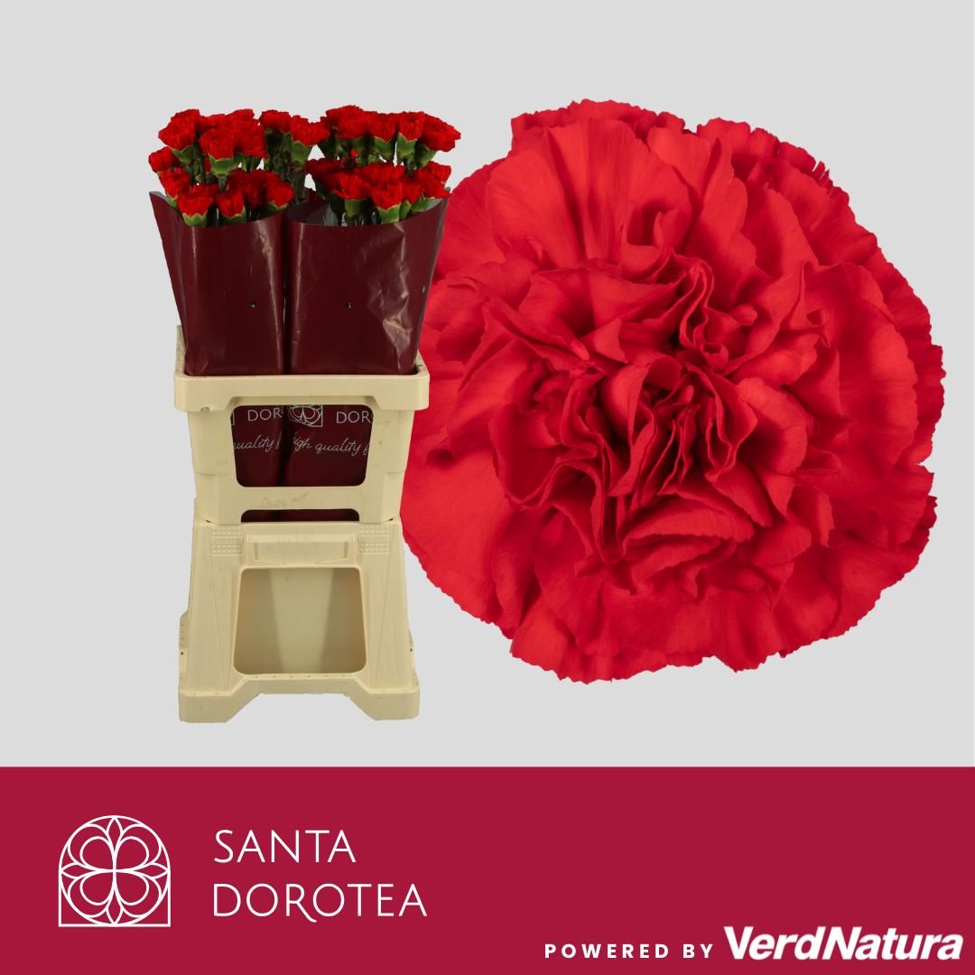 Диантус од. Грандсоль, шт.