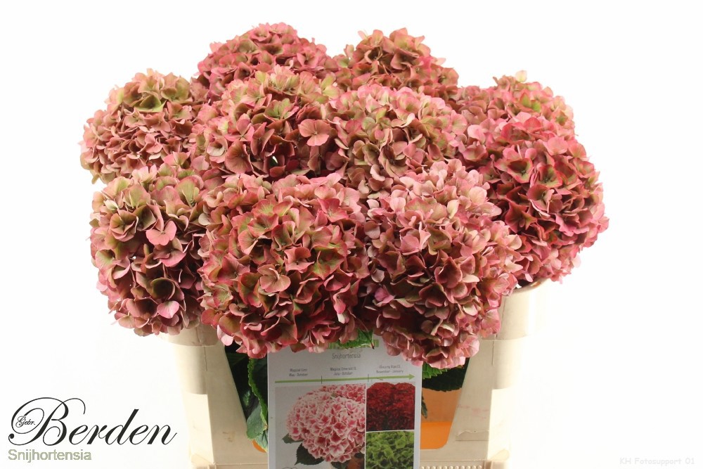 Гортензия Глоуин Альпс Классик 80, шт.