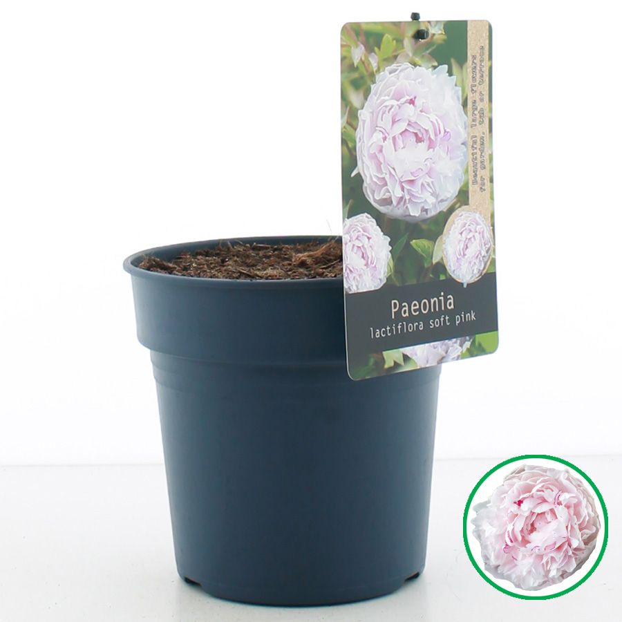 Paeonia lactiflora licht Roze C3 (19cm.), D 19