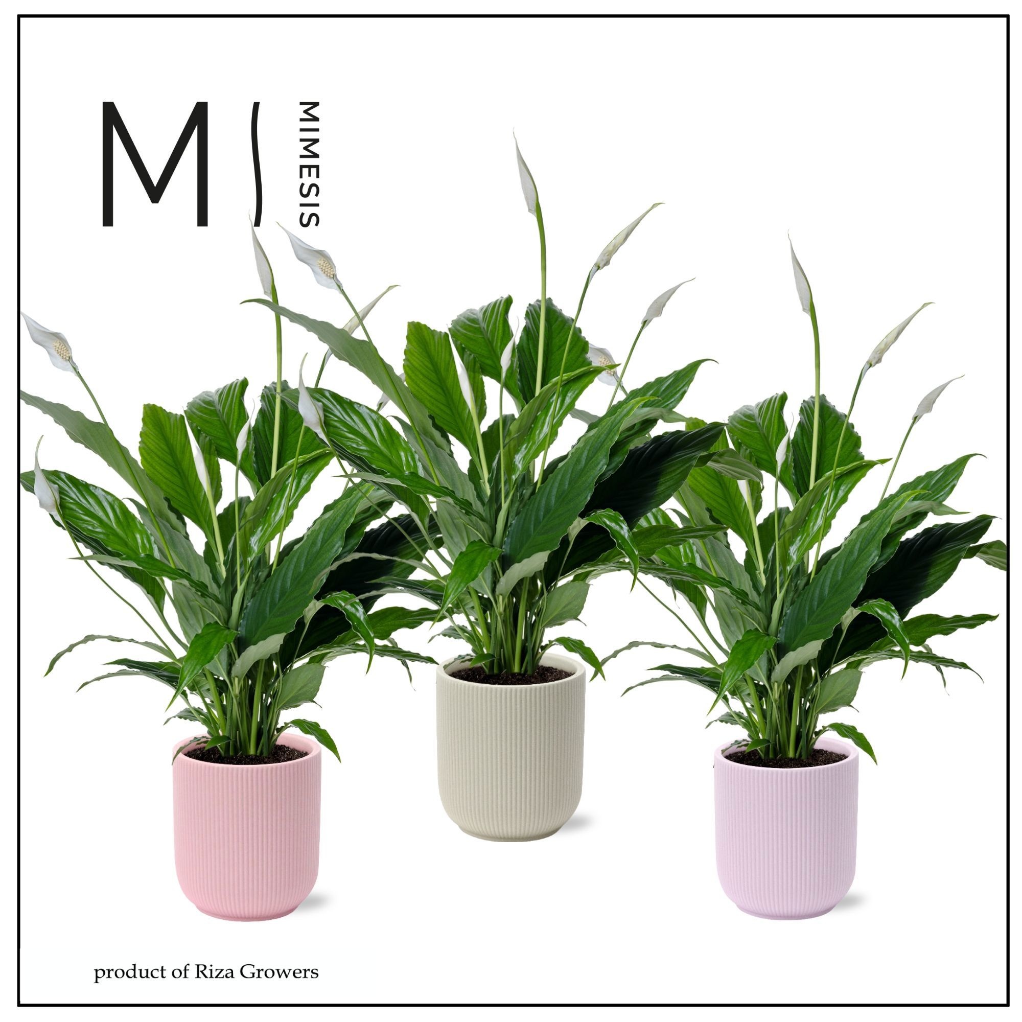 Spathiphyllum Sweet Ricardo Charming - 13cm in Atlanta | Mimesis, D 13