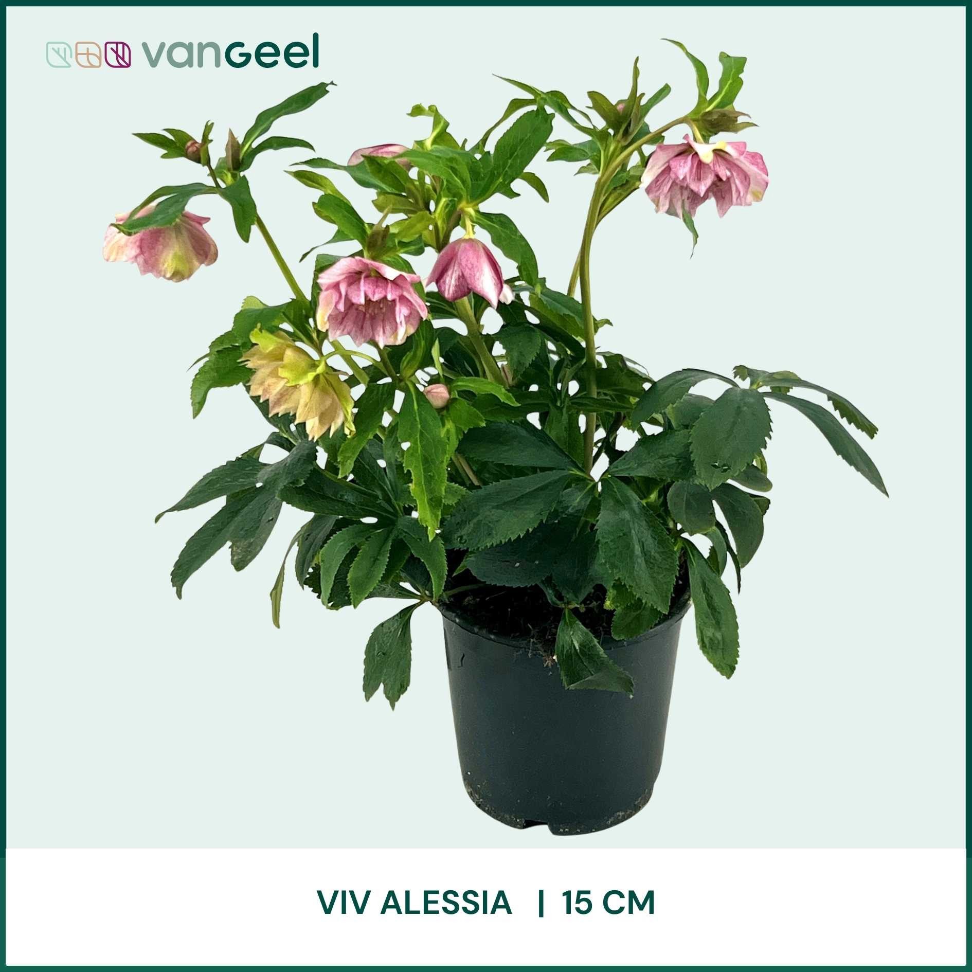 Helleborus ViV Alessia 15cm, D 15