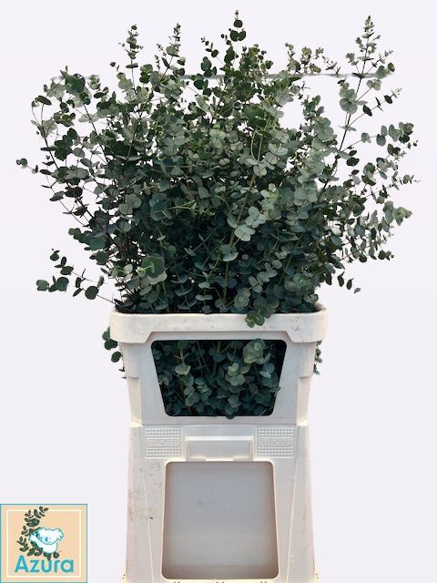 Эвкалипт Гунни Азура 100, шт.