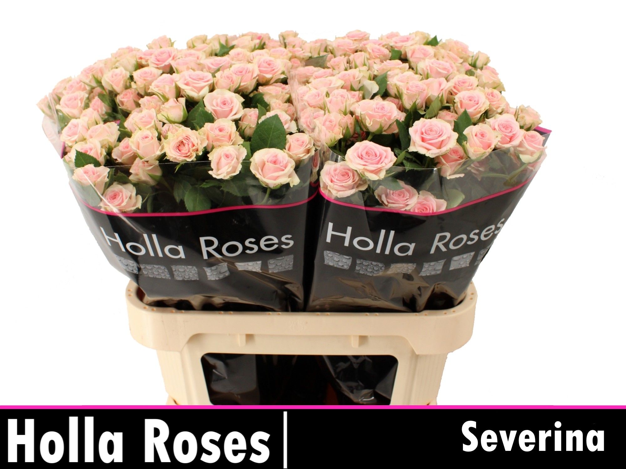 Роза куст. Северина 70, шт.