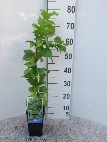 Celastrus orb. Hercules 40-50 P14, D 14 cm