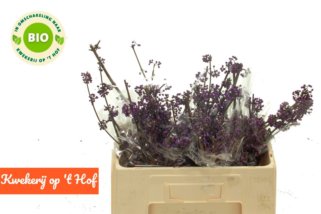 Калликарпа Бодиниери Профьюжн 60 (фиолет.), шт.