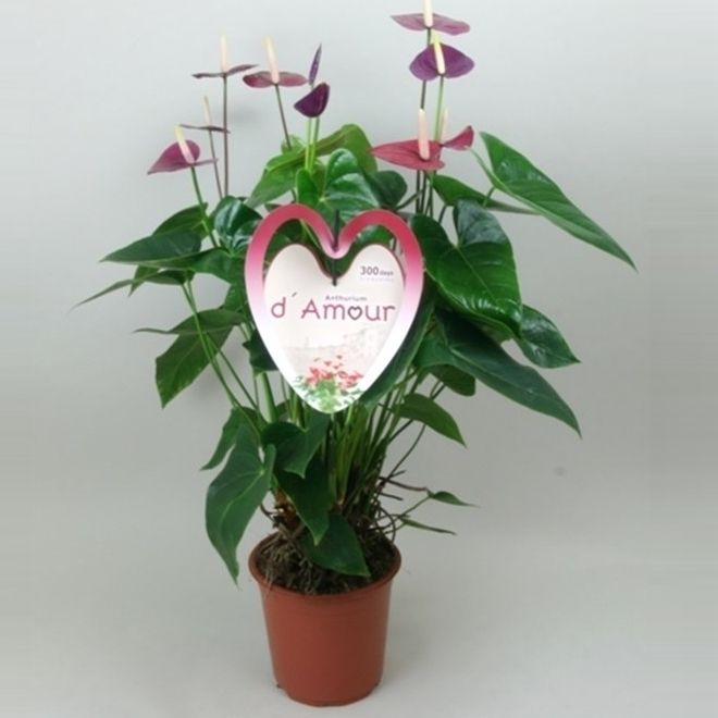 Anthurium Violet Heart, D 21 cm