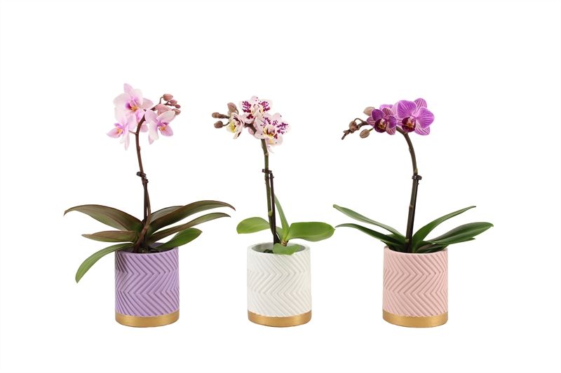 Betonpot p06 Groovy pastel mix Phal Tiny Dolls mix 1T07+ Aqu@, D 6